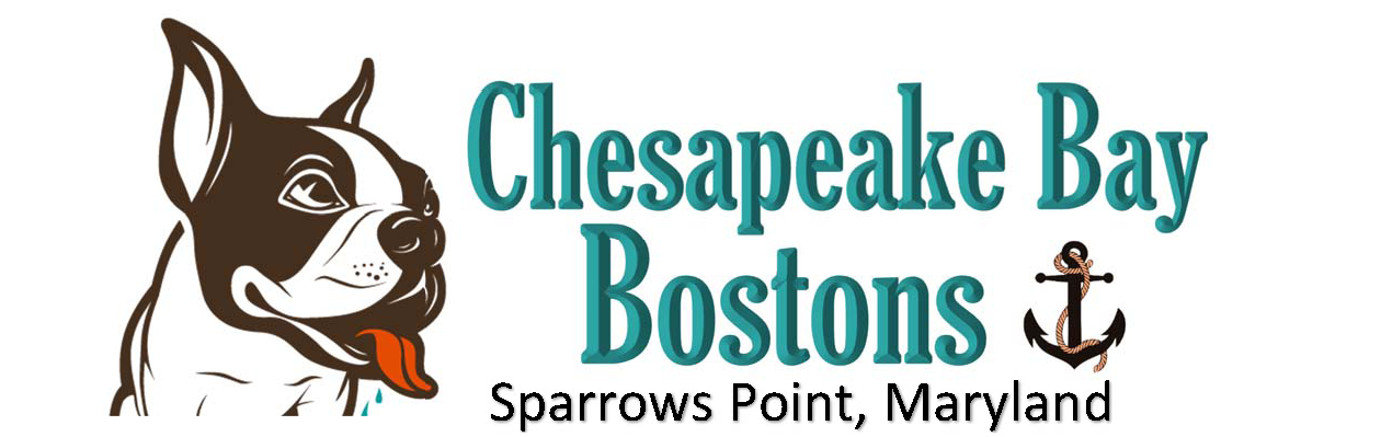 Chesapeake Bay Boston Terriers